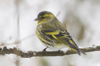 Carduelis spinus